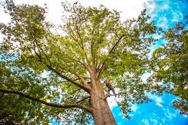 How Our Tree Care Process Works  in  East Hazel Crest, IL