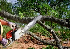 Best Arborist Consultation Services  in East Hazel Crest, IL