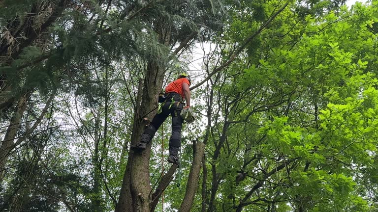 Best Palm Tree Trimming  in East Hazel Crest, IL