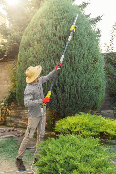 Best Emergency Tree Removal  in East Hazel Crest, IL