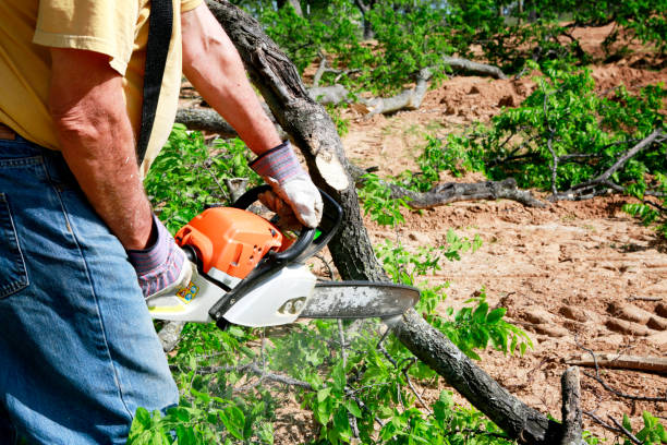 Best Seasonal Cleanup (Spring/Fall)  in East Hazel Crest, IL